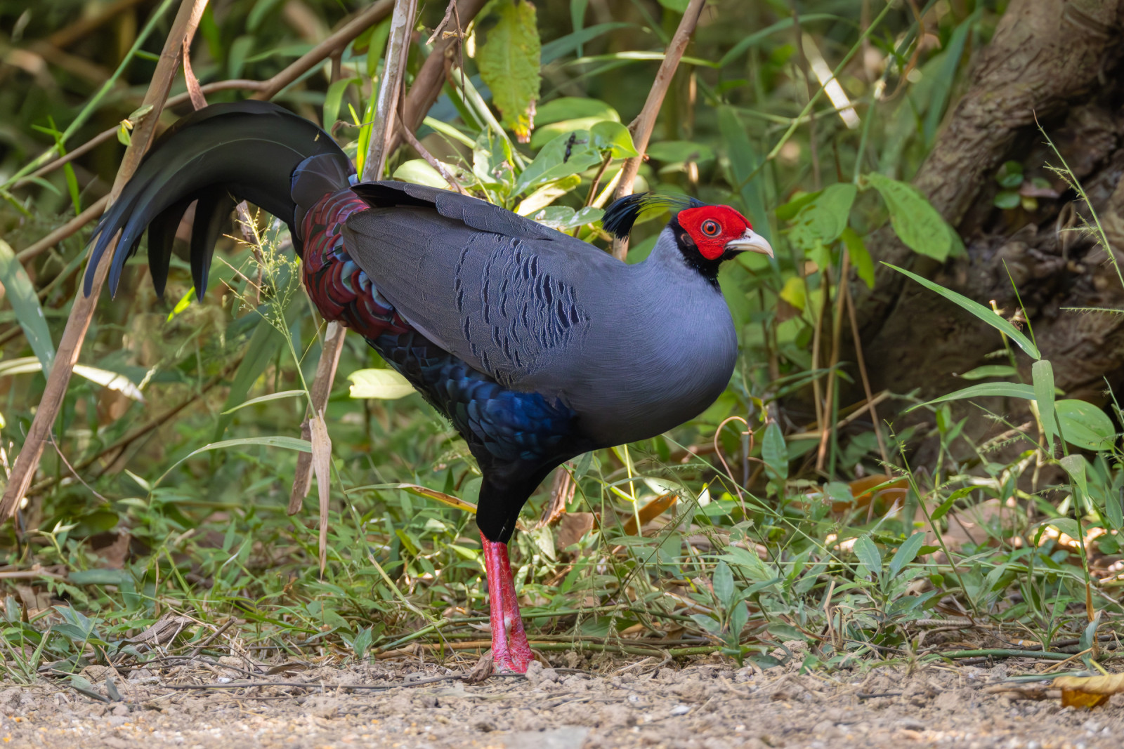 image Siamese Fireback